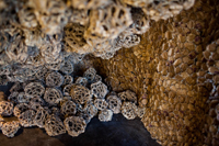 Burkshire Museum 2010